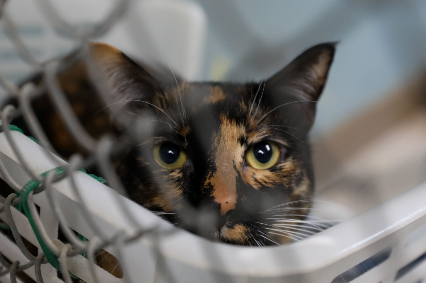 Lee County Humane Society pets for adoption